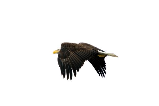 Eagle Eye