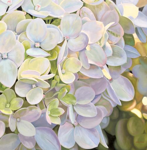 Sun Dappled Hydrangea
