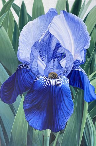 Iris in Blue 