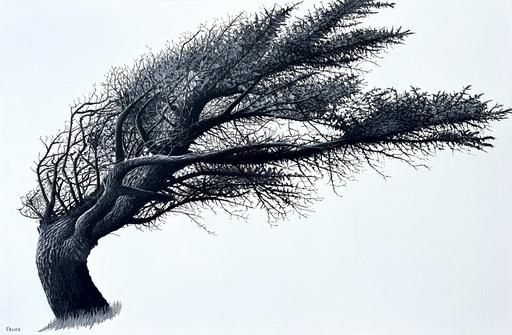 Ecola Point Tree 